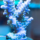 Acropora Coral- SPS Frag- Acropora Coral- SPS Frag- SPS Acropora Coral- SPS Frag- Zeo Box Reef