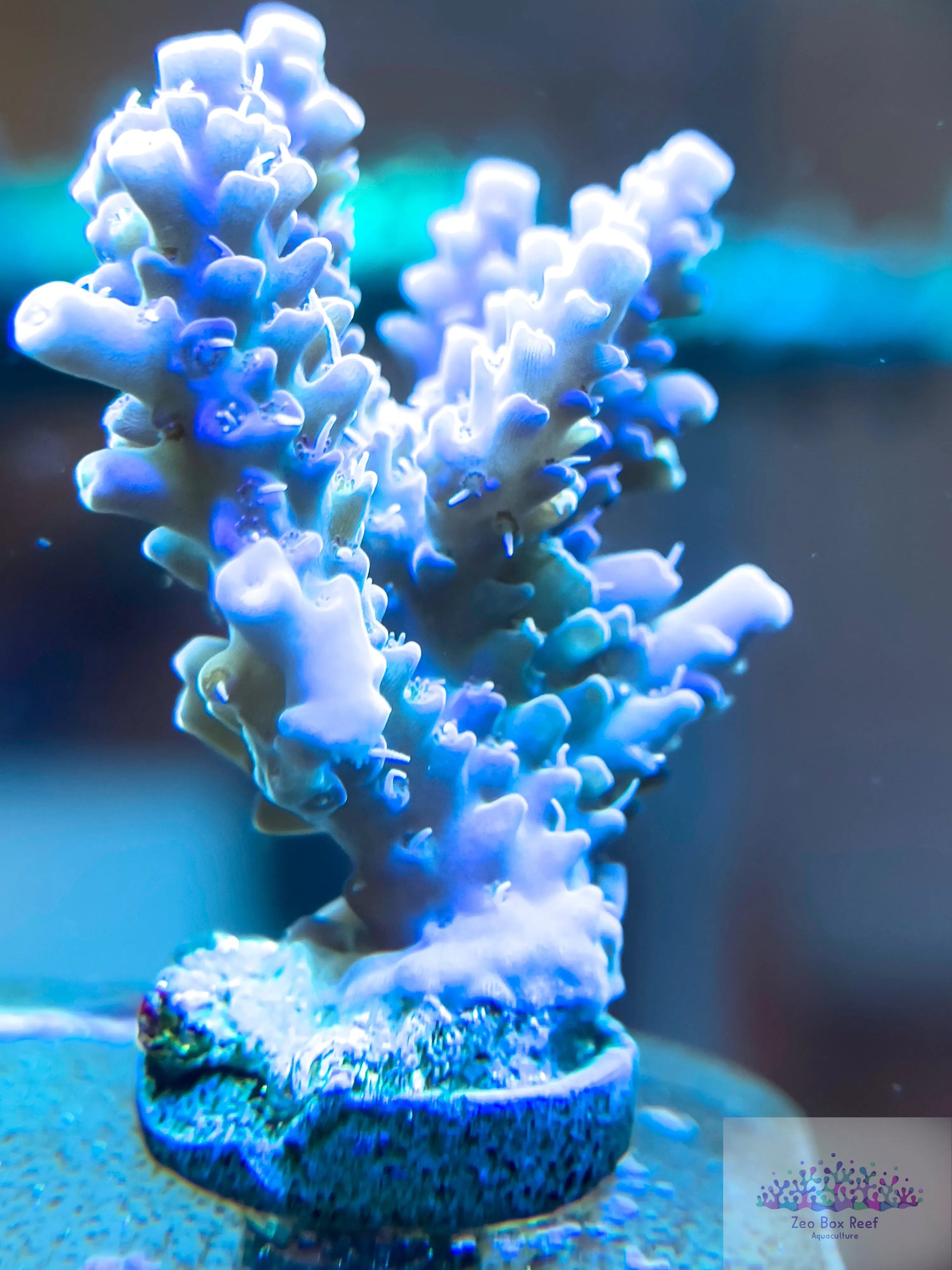 Acropora Coral- SPS Frag- Acropora Coral- SPS Frag- SPS Acropora Coral- SPS Frag- Zeo Box Reef