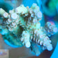 Acropora Coral- SPS Frag- Acropora Coral- SPS Frag- SPS Acropora Coral- SPS Frag- Zeo Box Reef