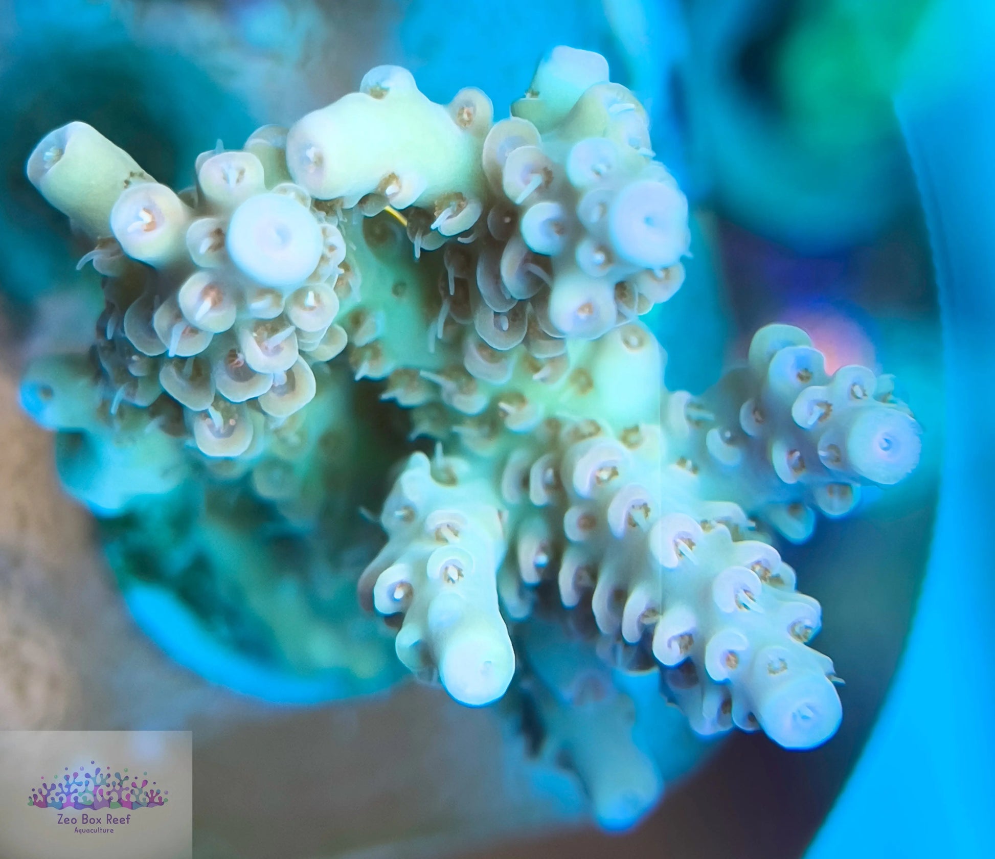 Acropora Coral- SPS Frag- Acropora Coral- SPS Frag- SPS Acropora Coral- SPS Frag- Zeo Box Reef