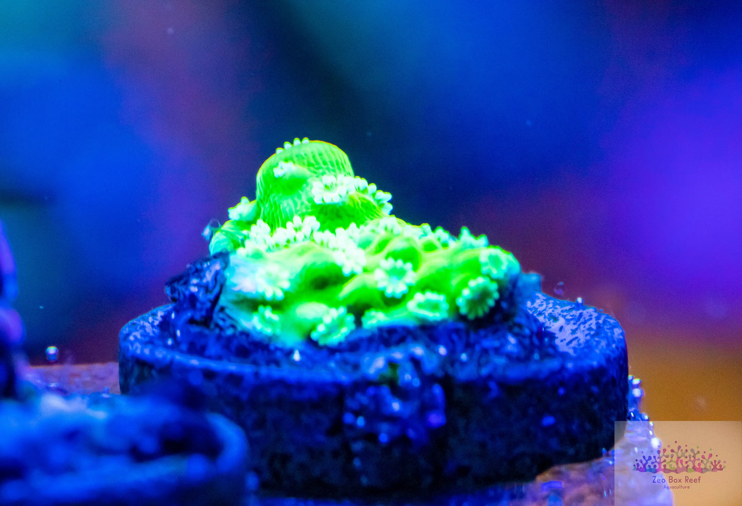Acropora Florida Coral- SPS Frag- Rack City (RC) Midori Illusion