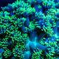 Alveopora Coral - LPS -  Mini colony - 4cm WYSIWYG Alveopora Coral - LPS -  Mini colony - 4cm WYSIWYG Animals & Pet Supplies Alveopora Coral - LPS -  Mini colony - 4cm WYSIWYG Zeo Box Reef