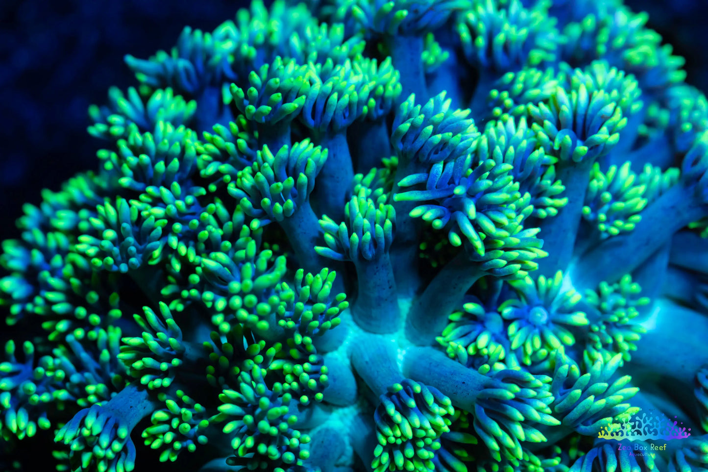 Alveopora Coral - LPS -  Mini colony - 4cm WYSIWYG Alveopora Coral - LPS -  Mini colony - 4cm WYSIWYG Animals & Pet Supplies Alveopora Coral - LPS -  Mini colony - 4cm WYSIWYG Zeo Box Reef