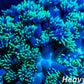 Alveopora Coral - LPS -  Mini colony - 4cm WYSIWYG Alveopora Coral - LPS -  Mini colony - 4cm WYSIWYG Animals & Pet Supplies Alveopora Coral - LPS -  Mini colony - 4cm WYSIWYG Zeo Box Reef