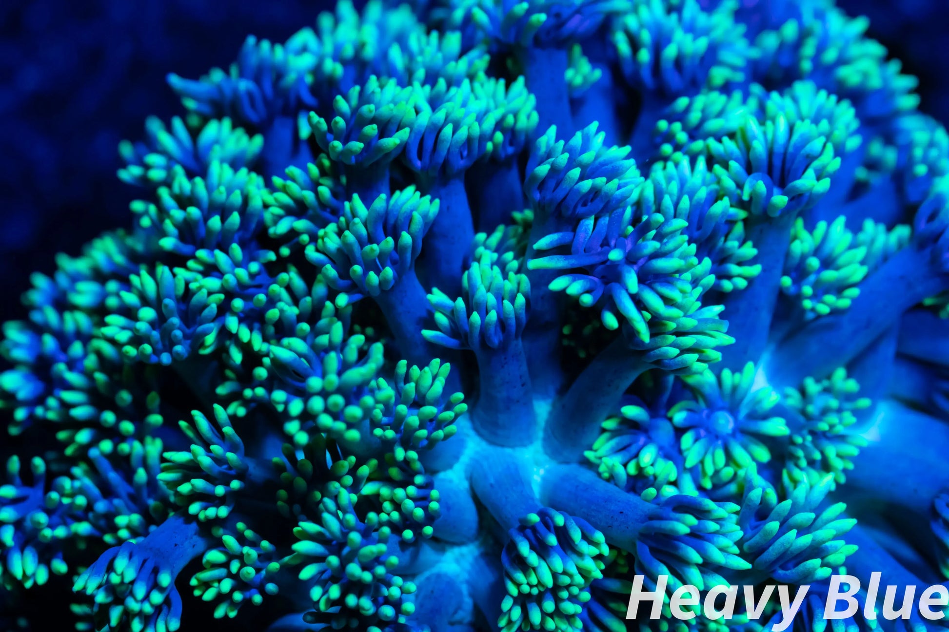 Alveopora Coral - LPS -  Mini colony - 4cm WYSIWYG Alveopora Coral - LPS -  Mini colony - 4cm WYSIWYG Animals & Pet Supplies Alveopora Coral - LPS -  Mini colony - 4cm WYSIWYG Zeo Box Reef