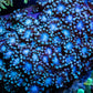 Alveopora Coral - LPS -  Mini colony WYSIWYG 5cm Alveopora Coral - LPS -  Mini colony WYSIWYG 5cm Animals & Pet Supplies Alveopora Coral - LPS -  Mini colony WYSIWYG 5cm Zeo Box Reef