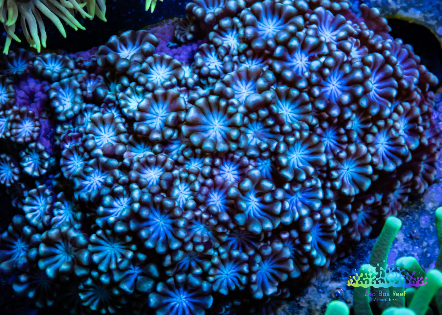Alveopora Coral - LPS -  Mini colony WYSIWYG 5cm Alveopora Coral - LPS -  Mini colony WYSIWYG 5cm Animals & Pet Supplies Alveopora Coral - LPS -  Mini colony WYSIWYG 5cm Zeo Box Reef