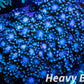 Alveopora Coral - LPS -  Mini colony WYSIWYG 5cm Alveopora Coral - LPS -  Mini colony WYSIWYG 5cm Animals & Pet Supplies Alveopora Coral - LPS -  Mini colony WYSIWYG 5cm Zeo Box Reef