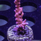 Anacropora Coral- SPS Frag- TNT Anacropora - Zeo Box Reef Aquaculture