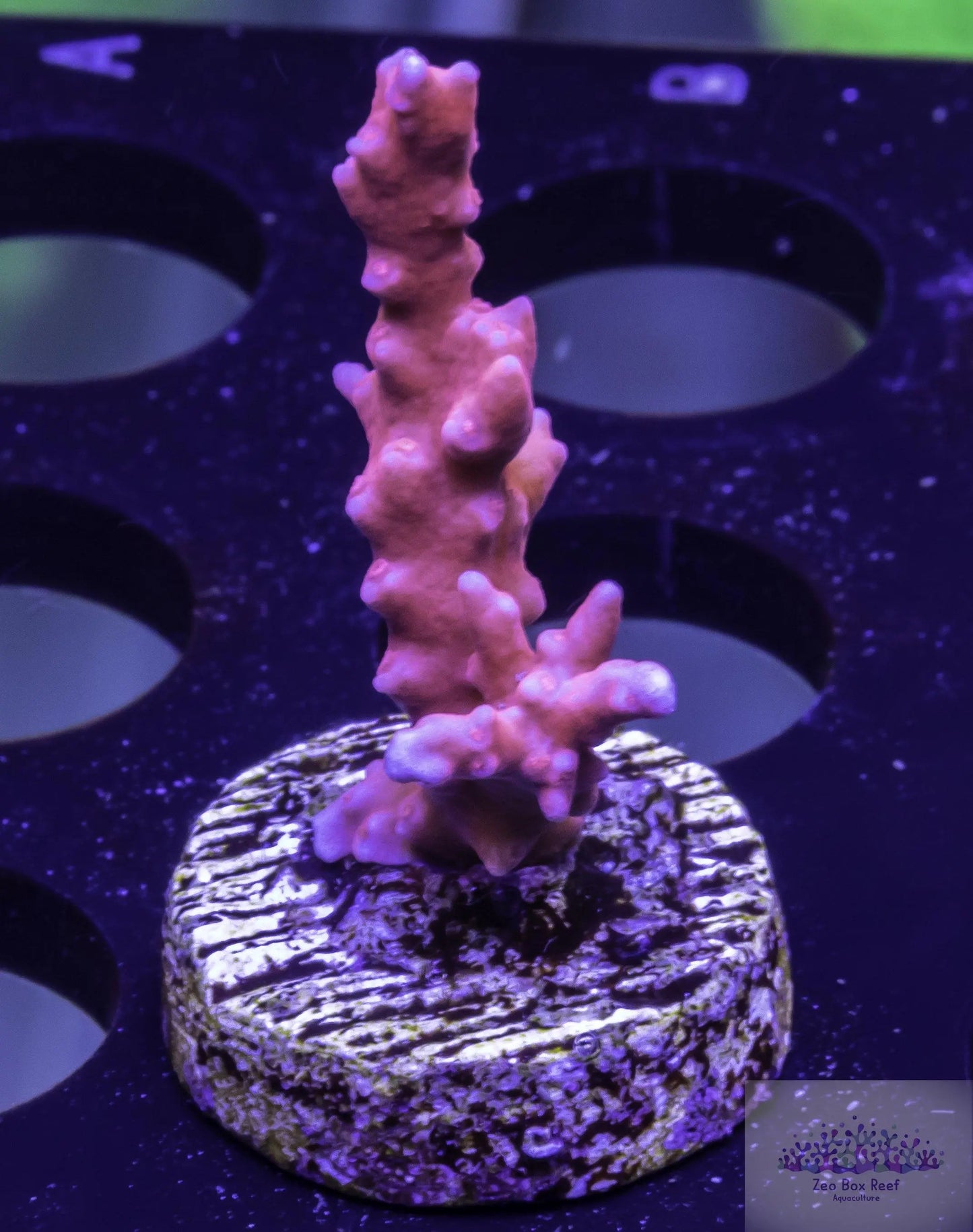 Anacropora Coral- SPS Frag- TNT Anacropora - Zeo Box Reef Aquaculture