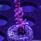 Anacropora Coral- SPS Frag- TNT Anacropora - Zeo Box Reef Aquaculture