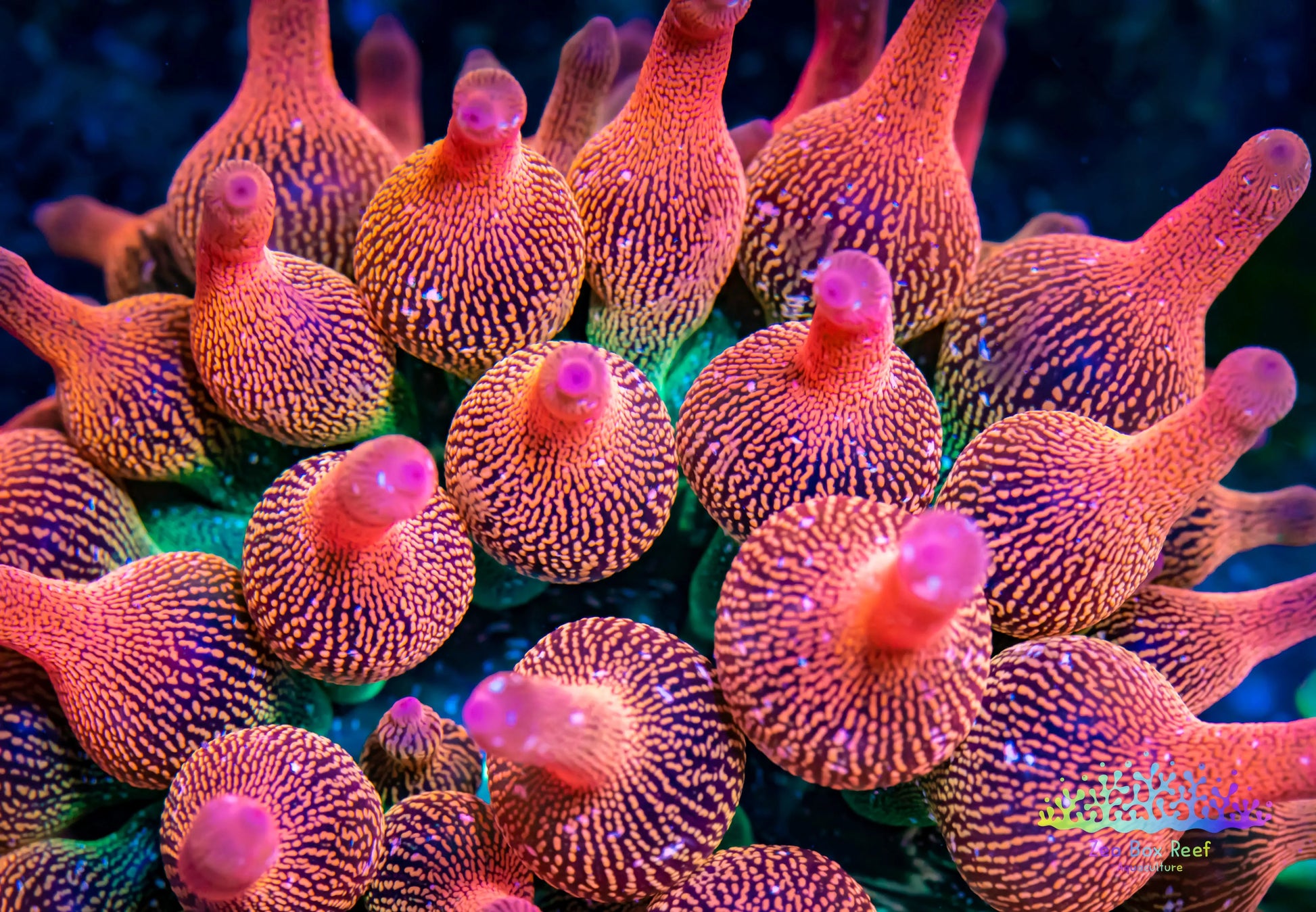 Anemone - Frosted Fire Anemone 4cm Box Reef Aquaculture