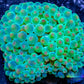 Anemone - Green with Pink Tips- Bubble Tip Anemone 6cm Anemone - Green with Pink Tips- Bubble Tip Anemone 6cm Animals & Pet Supplies Anemone - Green with Pink Tips- Bubble Tip Anemone 6cm Zeo Box Reef