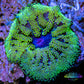 Anemone - Mini Maxi Anemone WYSIWYG 3cm Anemone - Mini Maxi Anemone WYSIWYG 3cm Animals & Pet Supplies Anemone - Mini Maxi Anemone WYSIWYG 3cm Zeo Box Reef