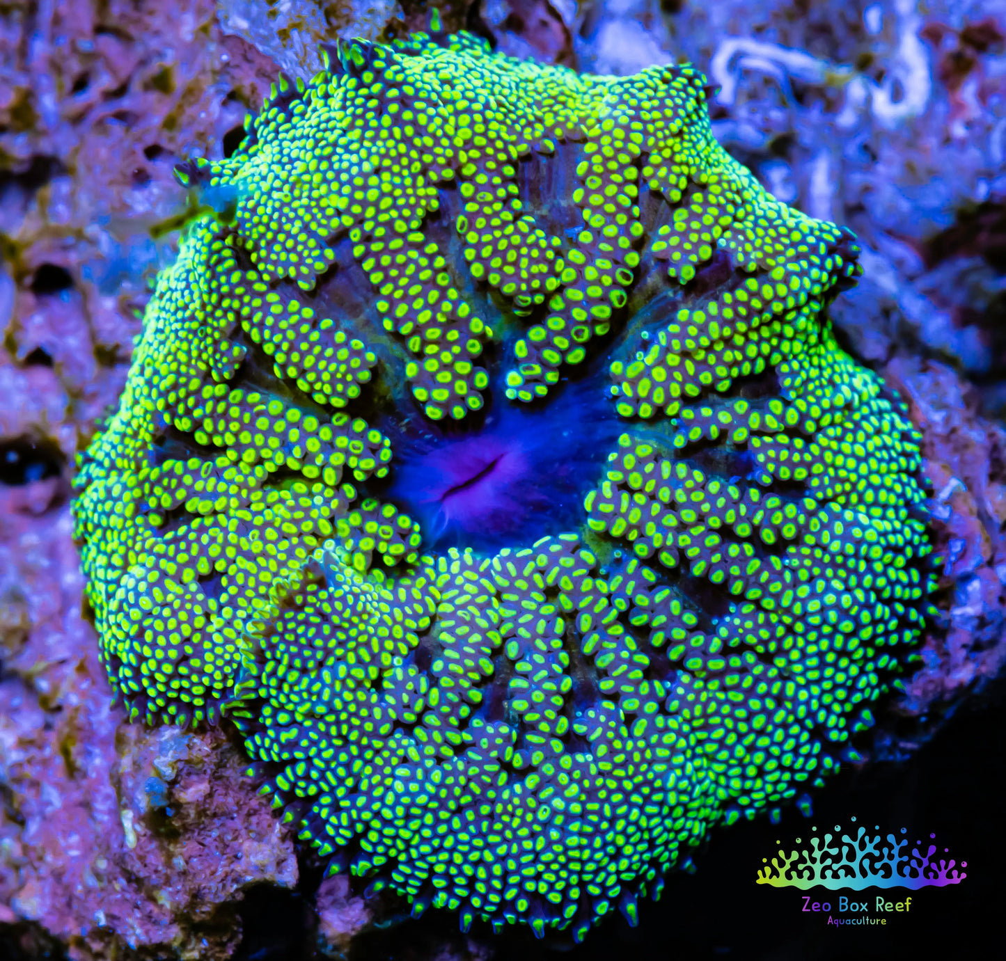 Anemone - Mini Maxi Anemone WYSIWYG 3cm Anemone - Mini Maxi Anemone WYSIWYG 3cm Animals & Pet Supplies Anemone - Mini Maxi Anemone WYSIWYG 3cm Zeo Box Reef