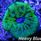 Anemone - Mini Maxi Anemone WYSIWYG 3cm Anemone - Mini Maxi Anemone WYSIWYG 3cm Animals & Pet Supplies Anemone - Mini Maxi Anemone WYSIWYG 3cm Zeo Box Reef