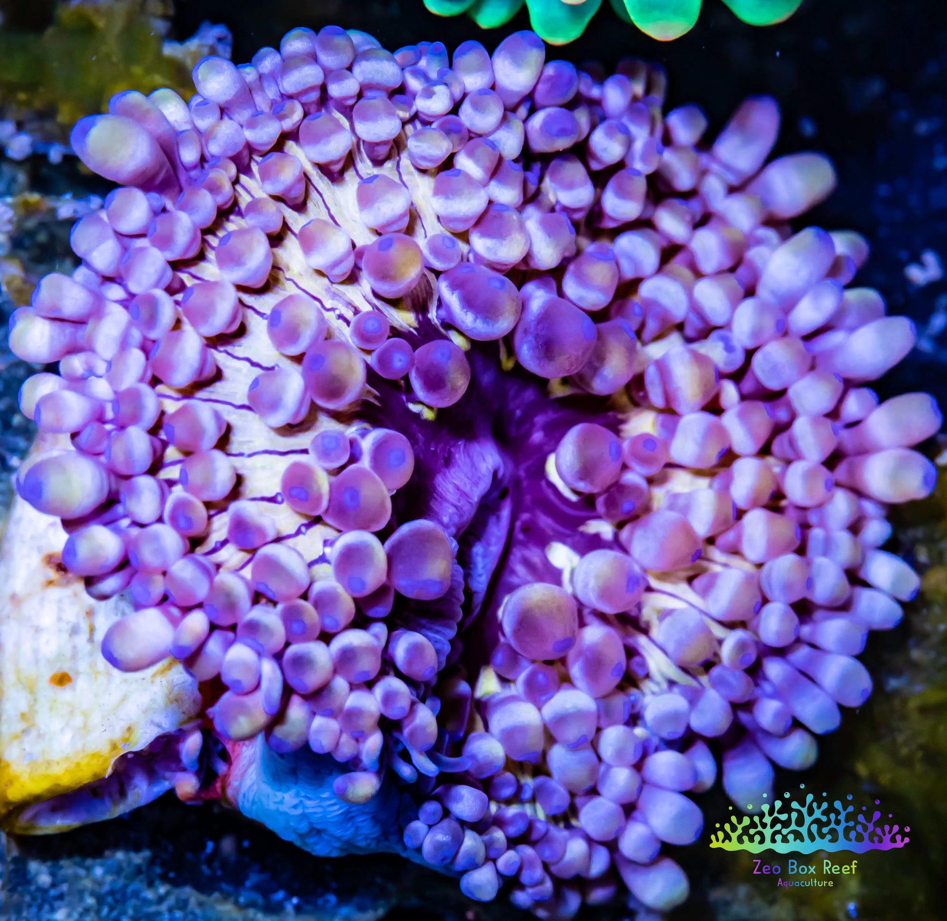 Anemone - Mini Maxi Anemone WYSIWYG 4cm Anemone - Mini Maxi Anemone WYSIWYG 4cm Animals & Pet Supplies Anemone - Mini Maxi Anemone WYSIWYG 4cm Zeo Box Reef