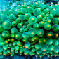 Anemone - Orange Bubble Tip Anemone 8cm WYSIWYG Anemone - Orange Bubble Tip Anemone 8cm WYSIWYG Animals & Pet Supplies Anemone - Orange Bubble Tip Anemone 8cm WYSIWYG Zeo Box Reef