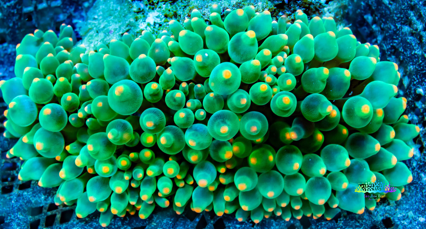 Anemone - Orange Bubble Tip Anemone 8cm WYSIWYG Anemone - Orange Bubble Tip Anemone 8cm WYSIWYG Animals & Pet Supplies Anemone - Orange Bubble Tip Anemone 8cm WYSIWYG Zeo Box Reef