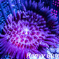 Anemone - Purple Malu Anemone 4cm Anemone - Purple Malu Anemone 4cm Animals & Pet Supplies Anemone - Purple Malu Anemone 4cm Zeo Box Reef