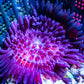 Anemone - Purple Malu Anemone 4cm Anemone - Purple Malu Anemone 4cm Animals & Pet Supplies Anemone - Purple Malu Anemone 4cm Zeo Box Reef
