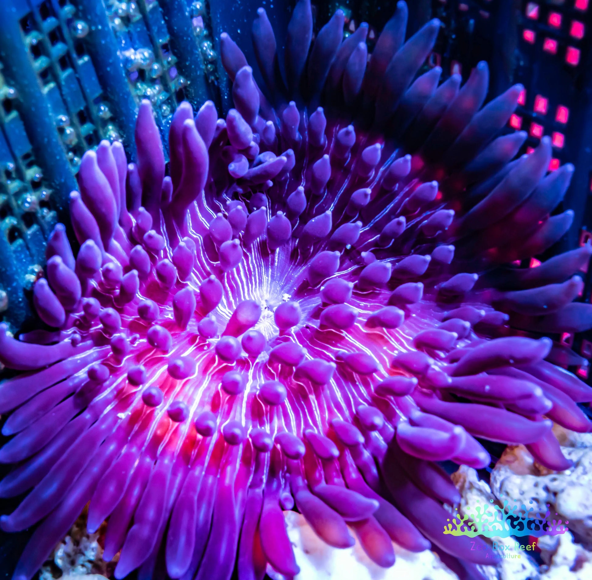 Anemone - Purple Malu Anemone 4cm Anemone - Purple Malu Anemone 4cm Animals & Pet Supplies Anemone - Purple Malu Anemone 4cm Zeo Box Reef