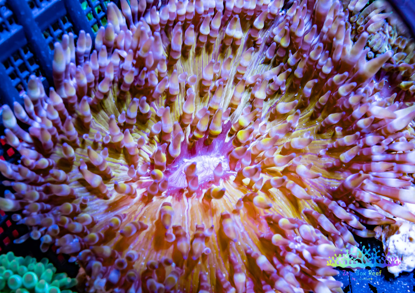 Anemone - Purple Tip Malu Anemone 5cm Anemone - Purple Tip Malu Anemone 5cm Animals & Pet Supplies Anemone - Purple Tip Malu Anemone 5cm Zeo Box Reef