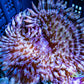 Anemone - Purple Tip Malu Anemone 6cm Anemone - Purple Tip Malu Anemone 6cm Animals & Pet Supplies Anemone - Purple Tip Malu Anemone 6cm Zeo Box Reef