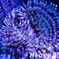 Anemone - Purple Tip Malu Anemone 6cm Anemone - Purple Tip Malu Anemone 6cm Animals & Pet Supplies Anemone - Purple Tip Malu Anemone 6cm Zeo Box Reef
