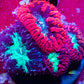 Blastomussa wellsi Coral- Mixed Blasto Coral Frag Blastomussa wellsi Coral- Mixed Blasto Coral Frag LPS Blastomussa wellsi Coral- Mixed Blasto Coral Frag Zeo Box Reef