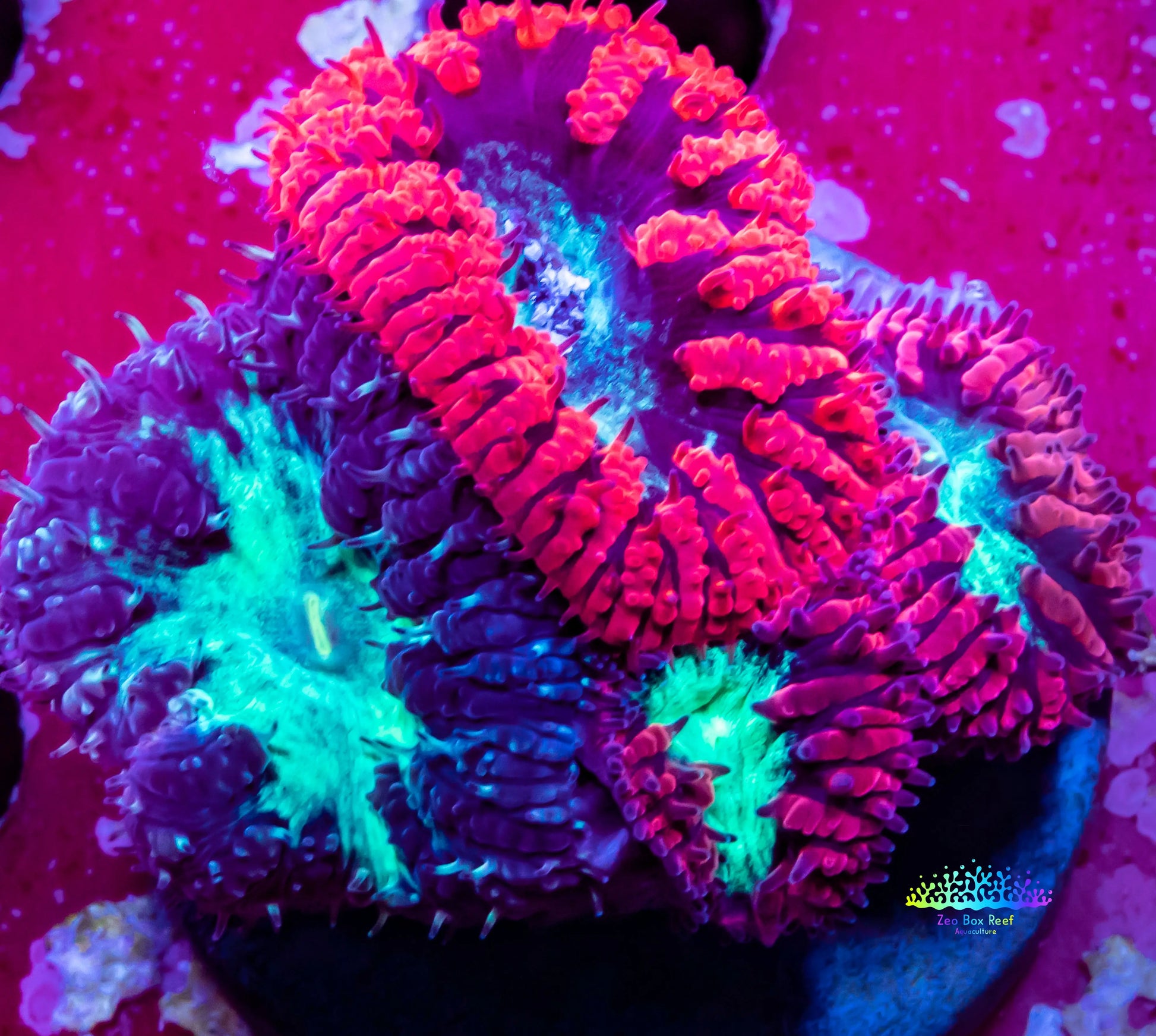 Blastomussa wellsi Coral- Mixed Blasto Coral Frag Blastomussa wellsi Coral- Mixed Blasto Coral Frag LPS Blastomussa wellsi Coral- Mixed Blasto Coral Frag Zeo Box Reef