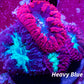 Blastomussa wellsi Coral- Mixed Blasto Coral Frag Blastomussa wellsi Coral- Mixed Blasto Coral Frag LPS Blastomussa wellsi Coral- Mixed Blasto Coral Frag Zeo Box Reef