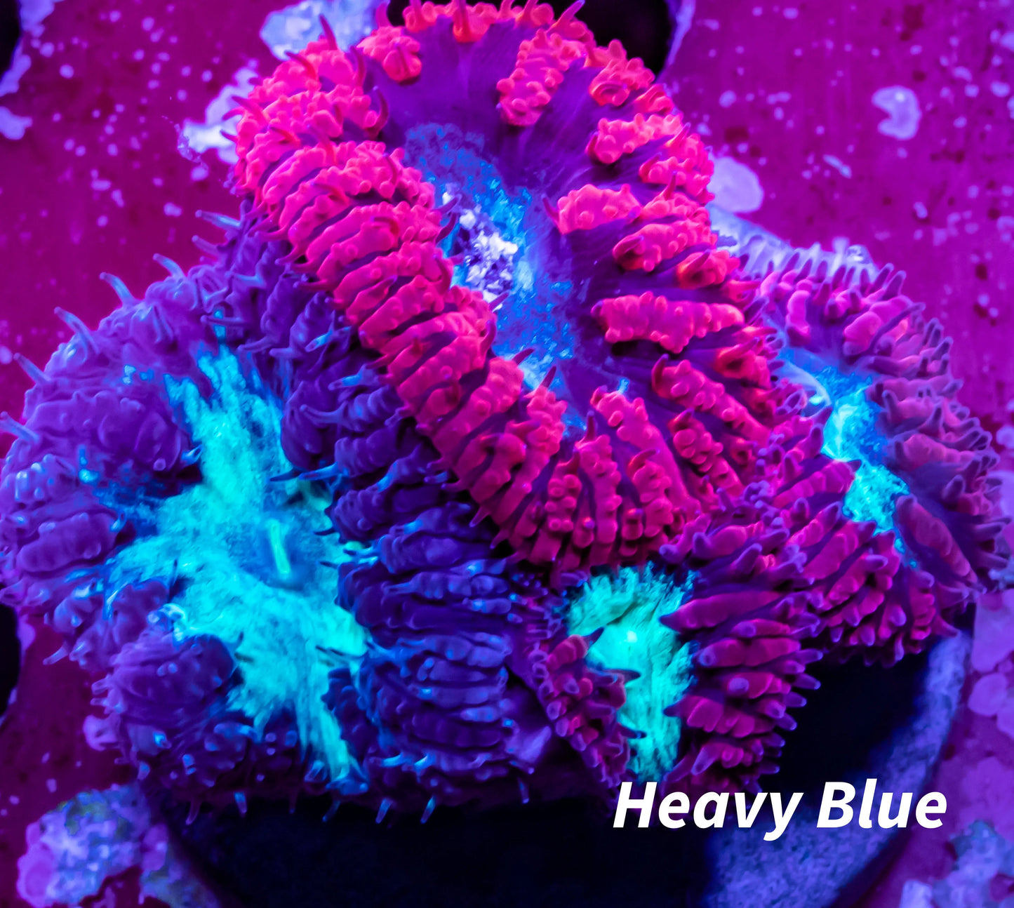 Blastomussa wellsi Coral- Mixed Blasto Coral Frag Blastomussa wellsi Coral- Mixed Blasto Coral Frag LPS Blastomussa wellsi Coral- Mixed Blasto Coral Frag Zeo Box Reef