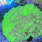 Euphyllia Ancora Coral- LPS - QLD Ultra Toxic Green Blotch Hammer Coral WYSIWYG 8cm