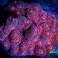 Chalice Coral- LPS-   Red Chalice WYSIWYG 6cm Chalice Coral- LPS-   Red Chalice WYSIWYG 6cm LPS Chalice Coral- LPS-   Red Chalice WYSIWYG 6cm Zeo Box Reef