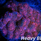 Chalice Coral- LPS-   Red Chalice WYSIWYG 6cm Chalice Coral- LPS-   Red Chalice WYSIWYG 6cm LPS Chalice Coral- LPS-   Red Chalice WYSIWYG 6cm Zeo Box Reef