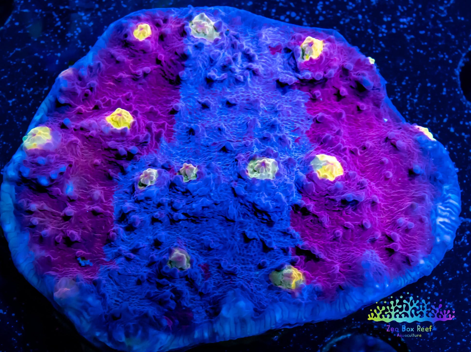 Chalice Coral- LPS-   WYSIWYG 8cm Chalice Coral- LPS-   WYSIWYG 8cm LPS Chalice Coral- LPS-   WYSIWYG 8cm Zeo Box Reef