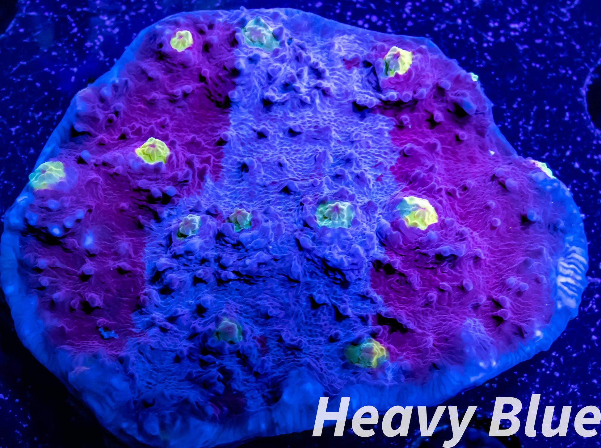 Chalice Coral- LPS-   WYSIWYG 8cm Chalice Coral- LPS-   WYSIWYG 8cm LPS Chalice Coral- LPS-   WYSIWYG 8cm Zeo Box Reef