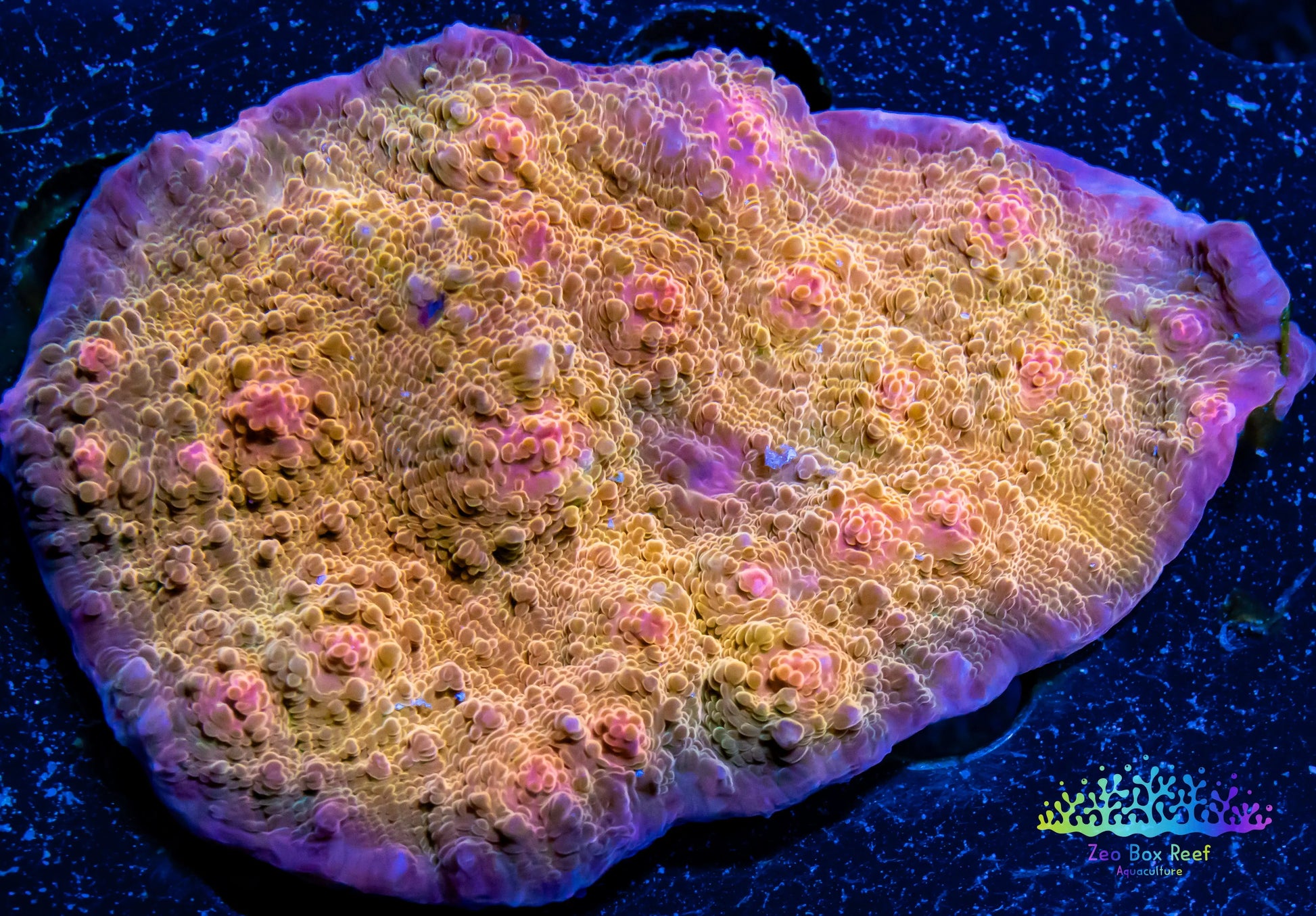 Chalice Coral- LPS-  Chalice  WYSIWYG 8cm Chalice Coral- LPS-  Chalice  WYSIWYG 8cm LPS Chalice Coral- LPS-  Chalice  WYSIWYG 8cm Zeo Box Reef