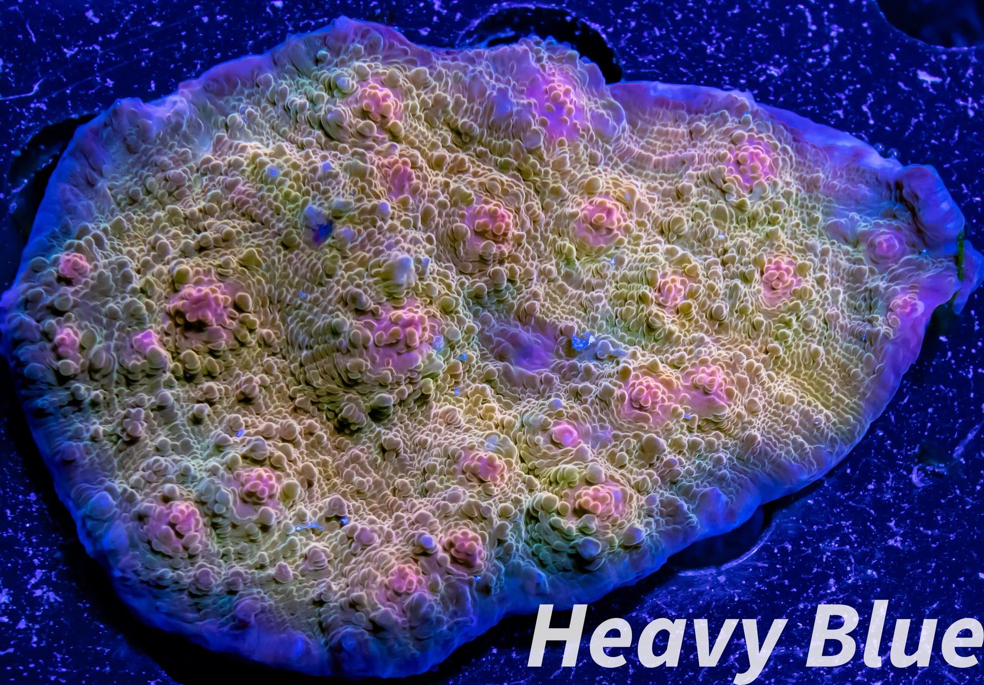 Chalice Coral- LPS- Rose Gold Chalice  WYSIWYG 8cm Chalice Coral- LPS- Rose Gold Chalice  WYSIWYG 8cm LPS Chalice Coral- LPS- Rose Gold Chalice  WYSIWYG 8cm Zeo Box Reef