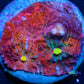 Chalice Coral- LPS Chalice Frag WYSIWYG Chalice Coral- LPS Chalice Frag WYSIWYG LPS Chalice Coral- LPS Chalice Frag WYSIWYG Zeo Box Reef