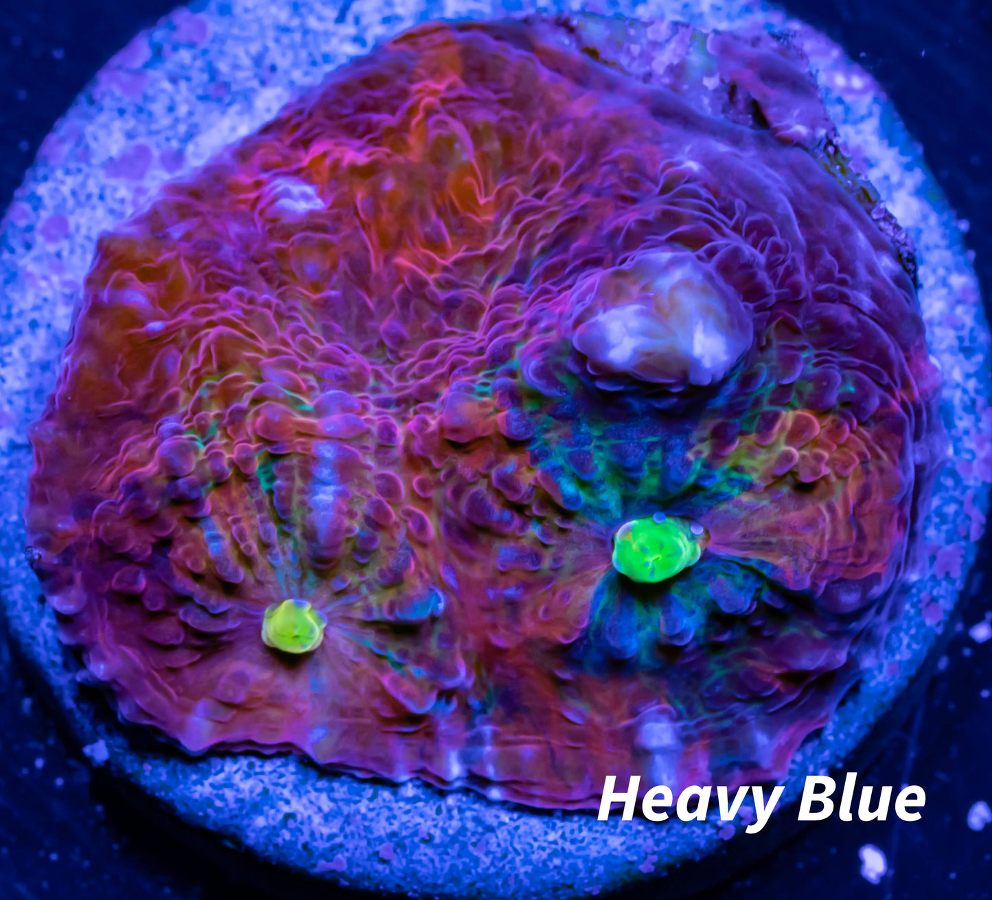 Chalice Coral- LPS Chalice Frag WYSIWYG Chalice Coral- LPS Chalice Frag WYSIWYG LPS Chalice Coral- LPS Chalice Frag WYSIWYG Zeo Box Reef