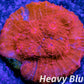 Chalice Coral- LPS Frag-  Chalice WYSIWYG Chalice Coral- LPS Frag-  Chalice WYSIWYG LPS Chalice Coral- LPS Frag-  Chalice WYSIWYG Zeo Box Reef