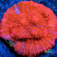 Chalice Coral- LPS Frag-  Chalice WYSIWYG Chalice Coral- LPS Frag-  Chalice WYSIWYG LPS Chalice Coral- LPS Frag-  Chalice WYSIWYG Zeo Box Reef