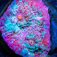 Chalice Coral- LPS Frag-  Chalice WYSIWYG Chalice Coral- LPS Frag-  Chalice WYSIWYG LPS Chalice Coral- LPS Frag-  Chalice WYSIWYG Zeo Box Reef