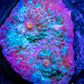 Chalice Coral- LPS Frag-  Chalice WYSIWYG Chalice Coral- LPS Frag-  Chalice WYSIWYG LPS Chalice Coral- LPS Frag-  Chalice WYSIWYG Zeo Box Reef