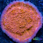 Chalice Coral- LPS Frag-  Chalice WYSIWYG Chalice Coral- LPS Frag-  Chalice WYSIWYG LPS Chalice Coral- LPS Frag-  Chalice WYSIWYG Zeo Box Reef