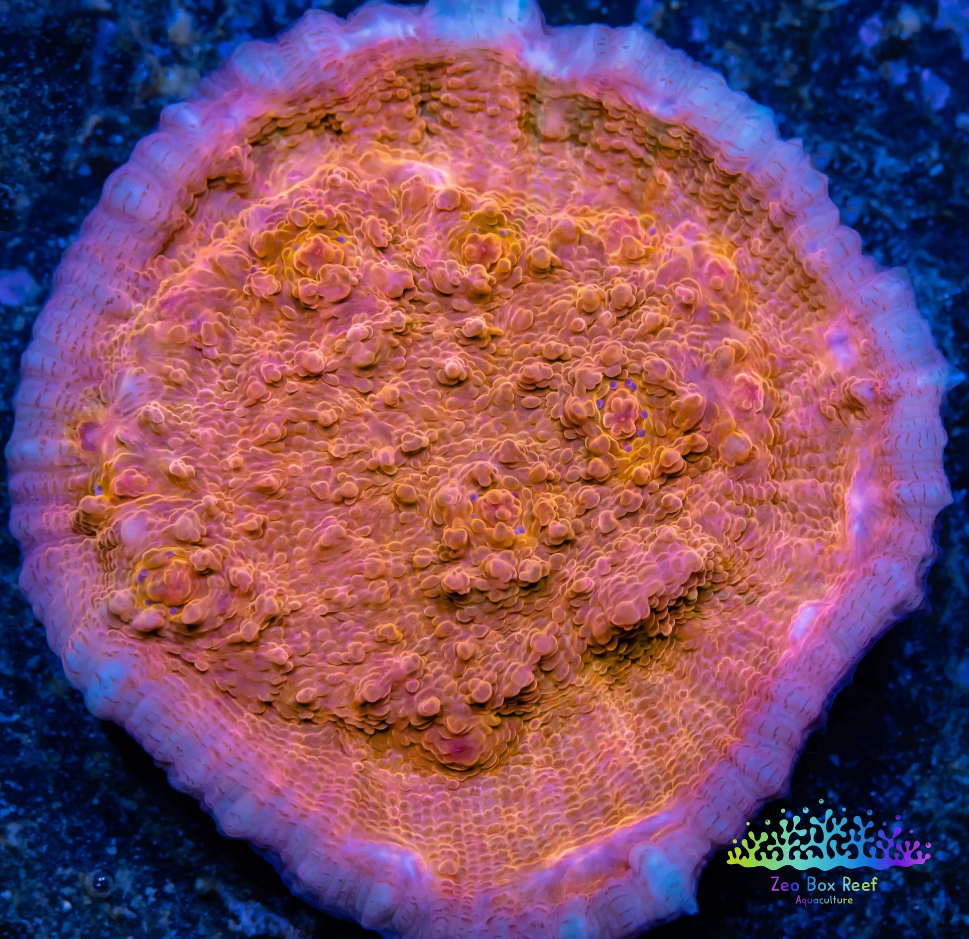 Chalice Coral- LPS Frag-  Chalice WYSIWYG Chalice Coral- LPS Frag-  Chalice WYSIWYG LPS Chalice Coral- LPS Frag-  Chalice WYSIWYG Zeo Box Reef