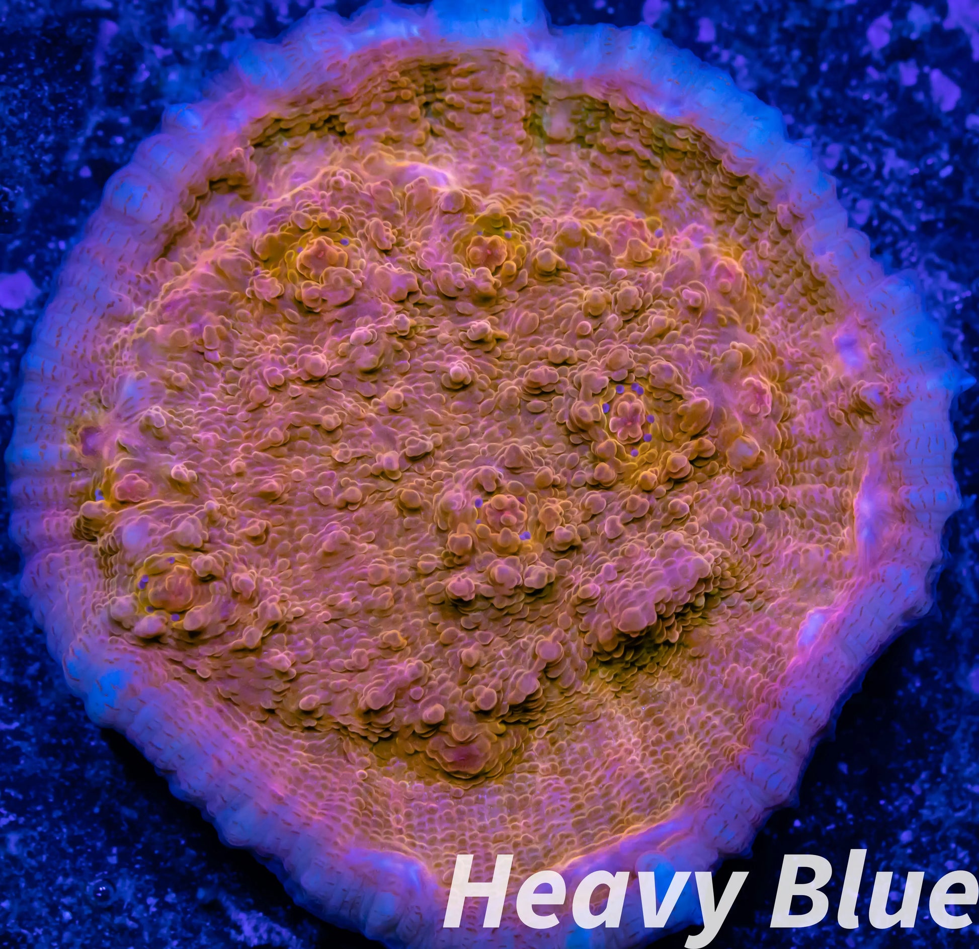 Chalice Coral- LPS Frag-  Chalice WYSIWYG Chalice Coral- LPS Frag-  Chalice WYSIWYG LPS Chalice Coral- LPS Frag-  Chalice WYSIWYG Zeo Box Reef