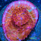 Chalice Coral- LPS Frag-  Chalice WYSIWYG Chalice Coral- LPS Frag-  Chalice WYSIWYG LPS Chalice Coral- LPS Frag-  Chalice WYSIWYG Zeo Box Reef